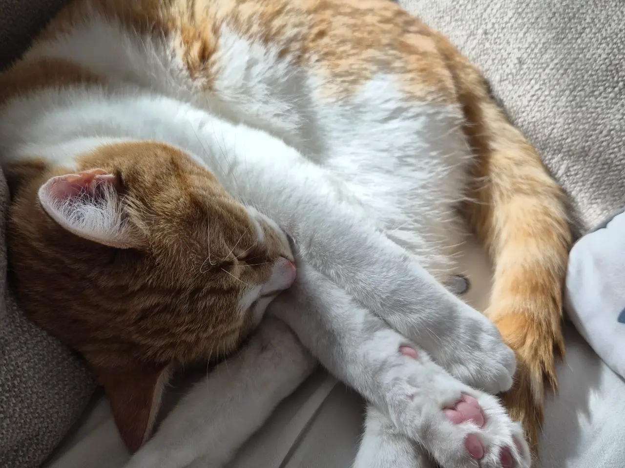 Billede 16 - Cats looking for new loving forever home