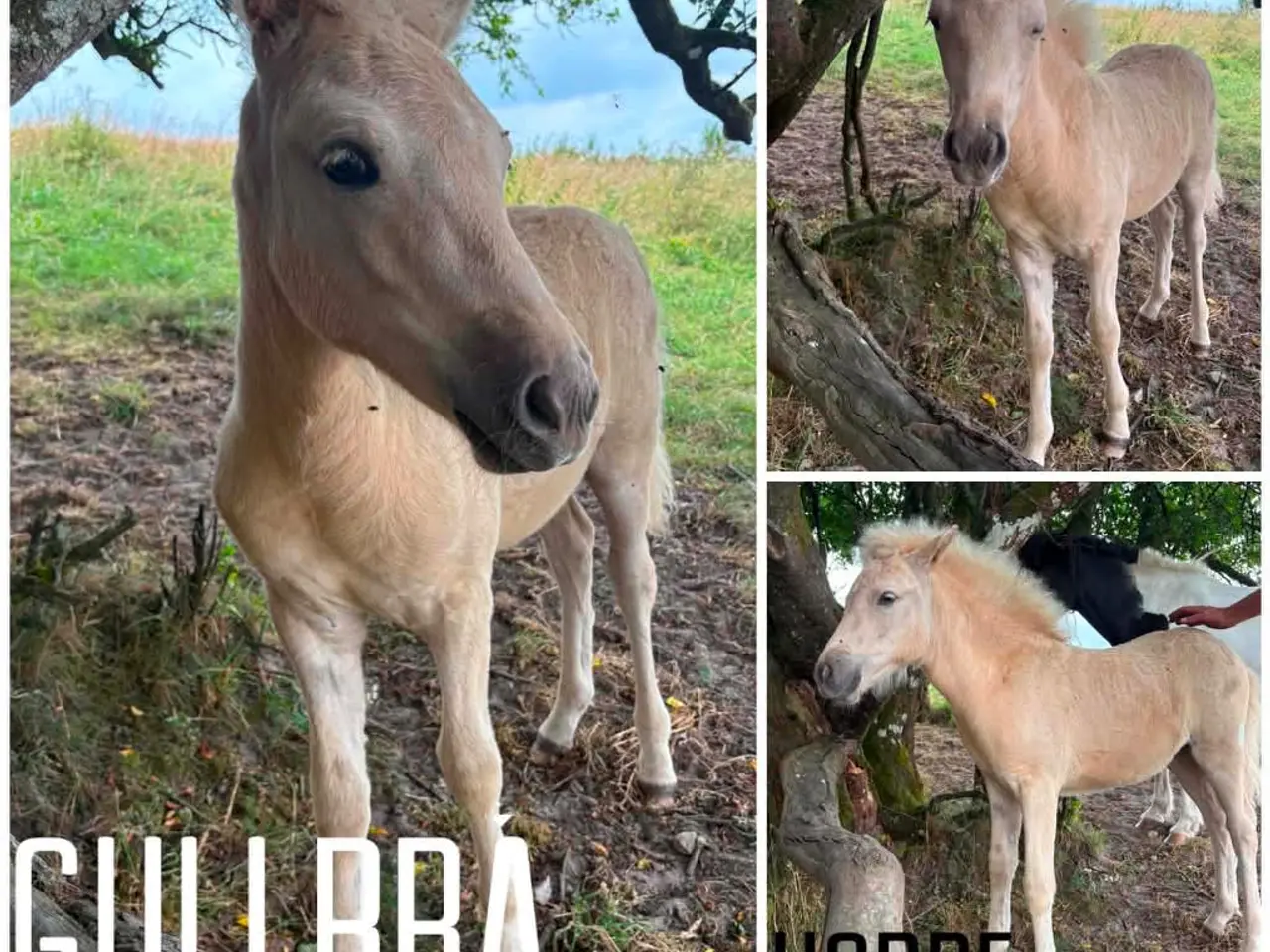 Billede 1 - Islænder føl, ungheste og rideheste