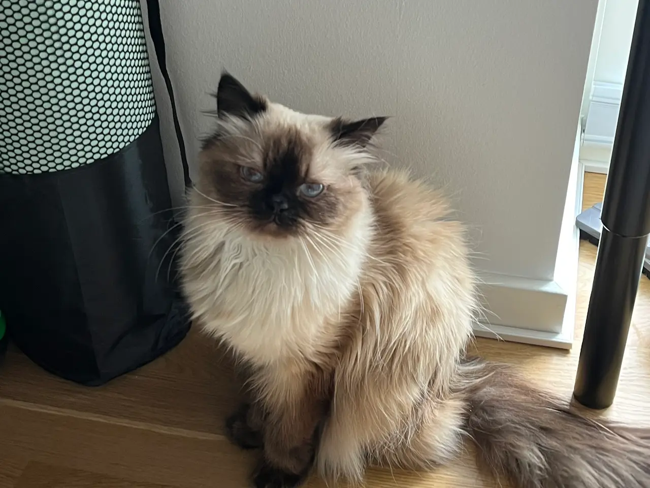 Billede 3 - Ragdoll uden stamtavle - Hunkat