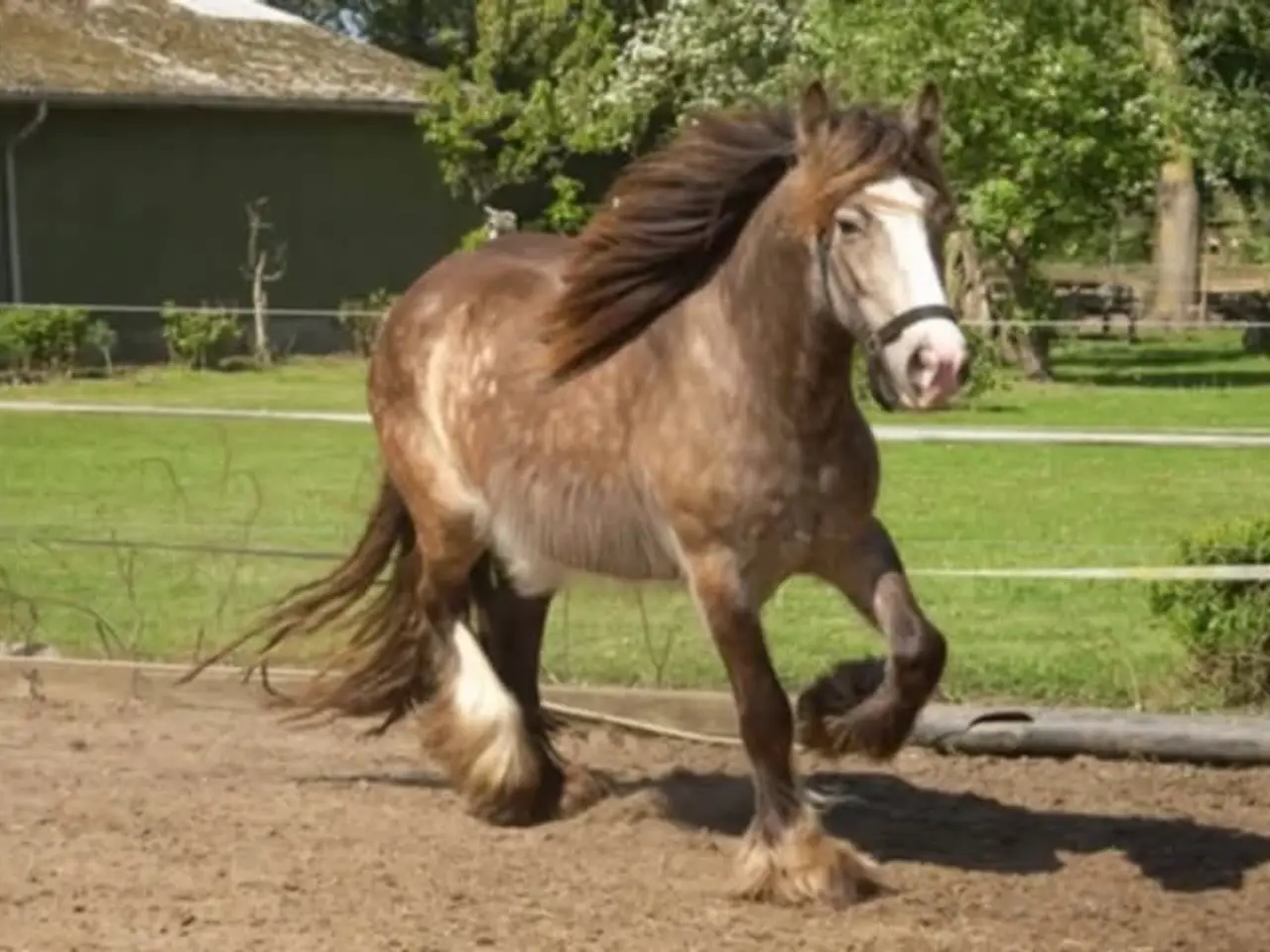 Billede 9 - Irish Cob heste søger nyt hjem