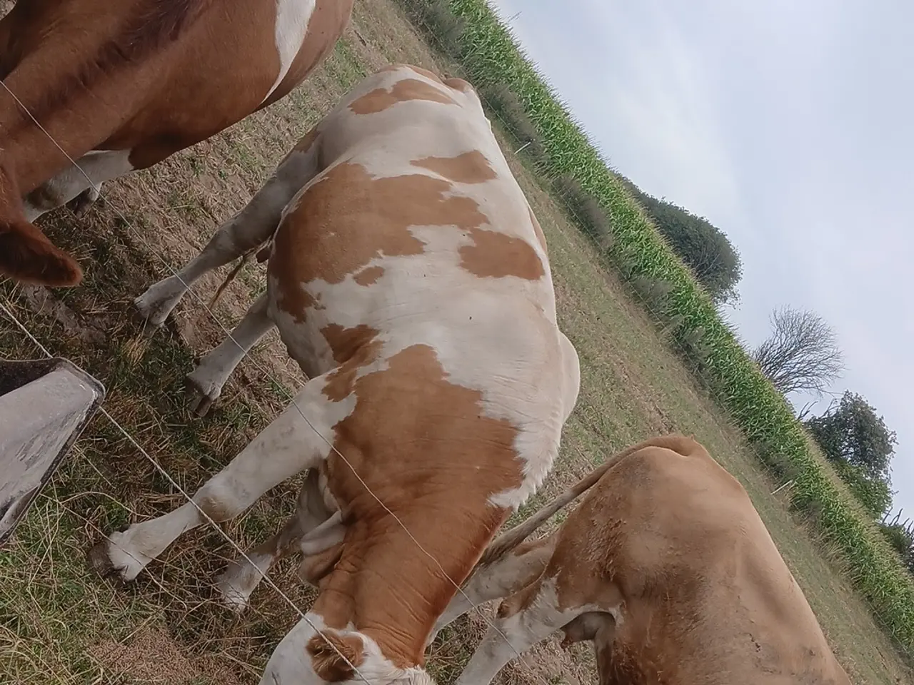 Billede 6 - Simmentaler køer
