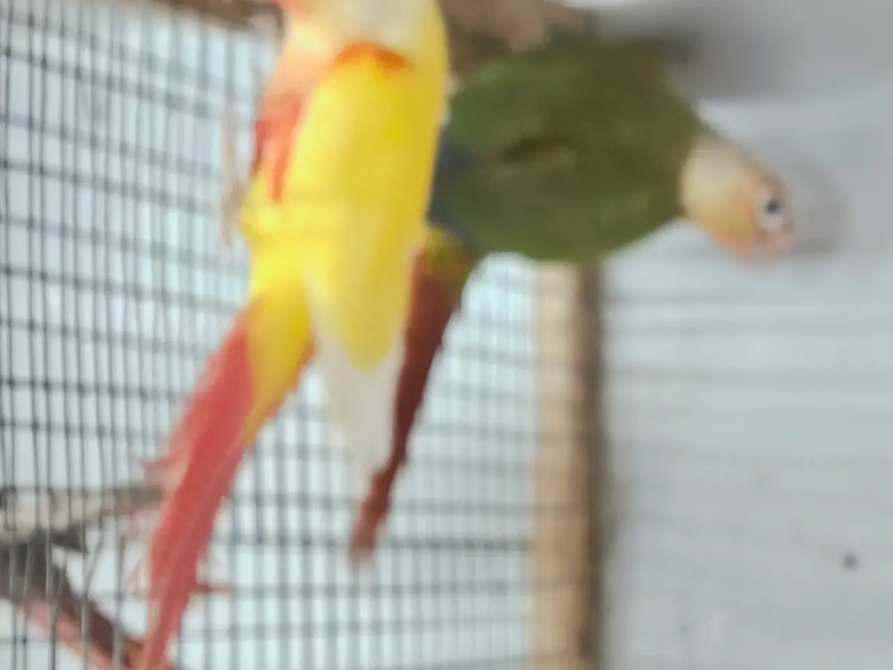 Billede 3 - Grønkindet conureunger i forskellige mutationer.