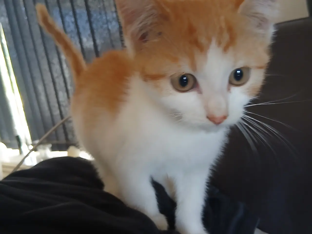 Billede 2 - Bkh mix katte