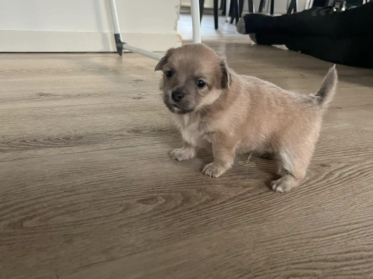 Billede 8 - Lækre pomchi hvalpe