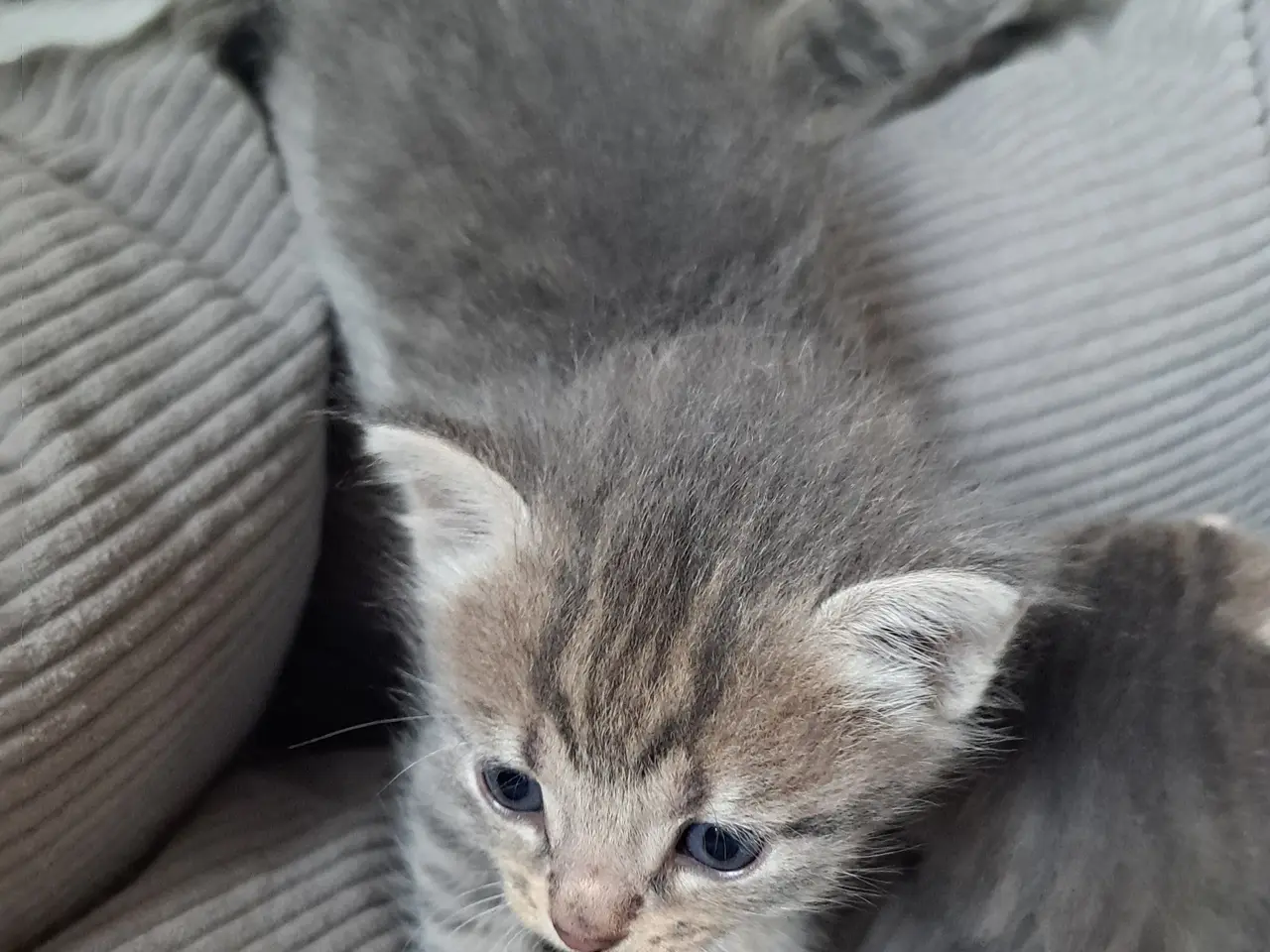 Billede 13 - 🐱 Søde killinger søger kærlige hjem 🐱