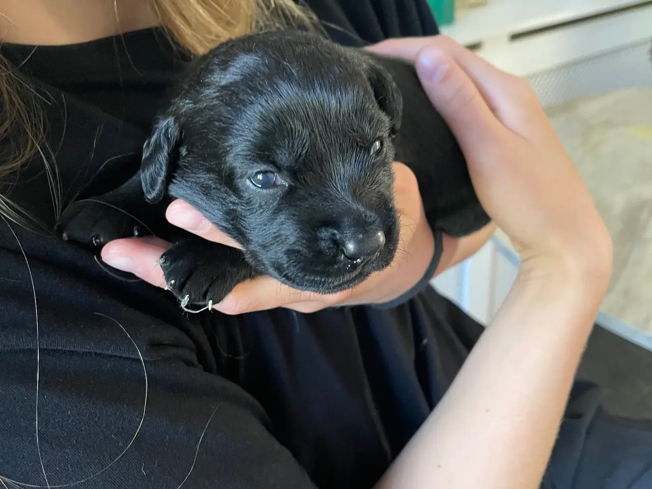 Billede 3 - Hundehvalpe til salg