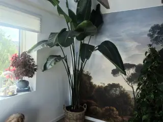 Kæmpe Strelitzia Nicolai inkl. krukke