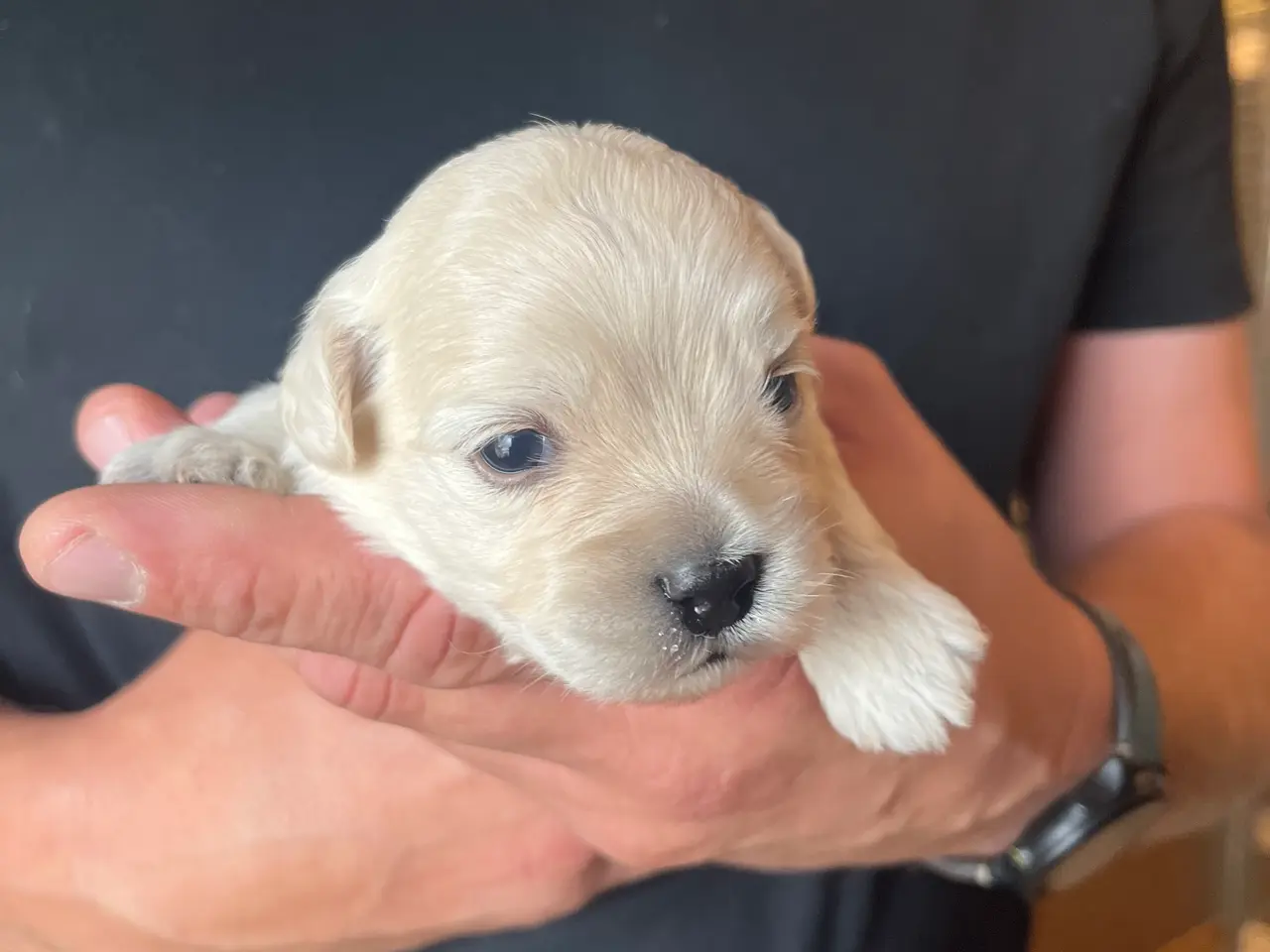 Billede 2 - Kun en sød han tilbage nu! Bichon blanding 🐶💙