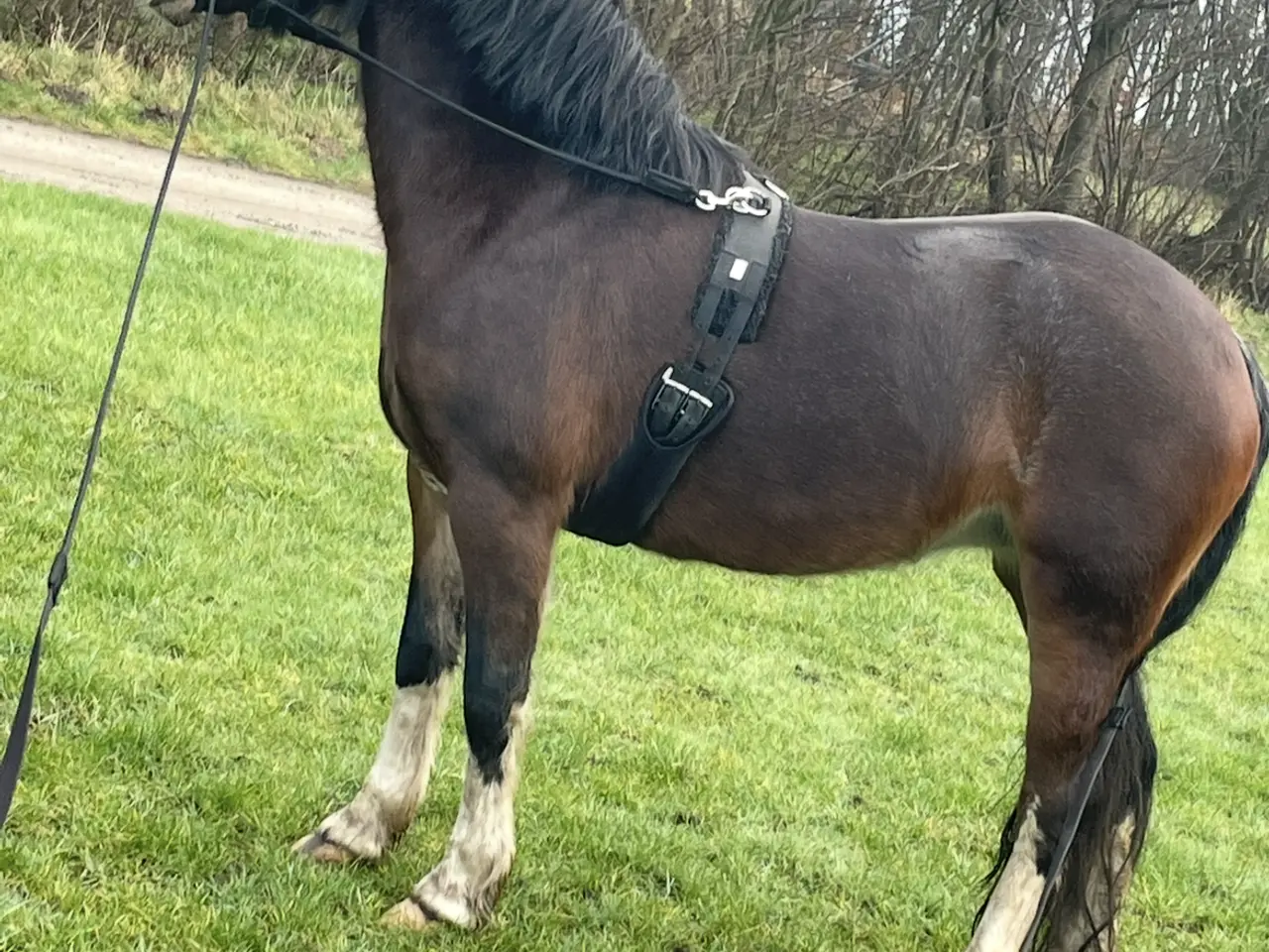 Billede 3 - Welsh sec c