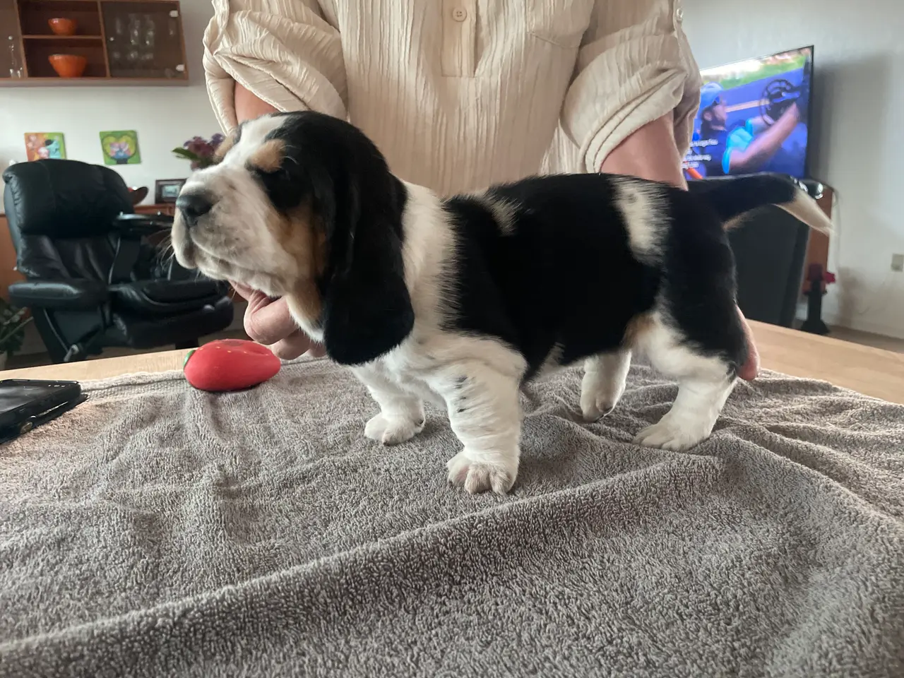 Billede 11 - Basset Hound Hvalpe