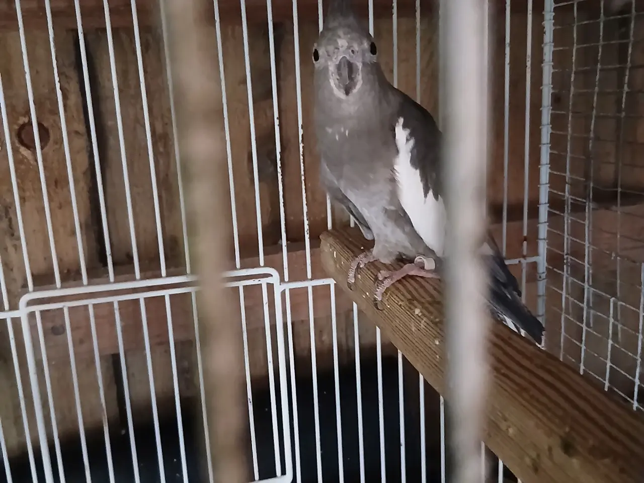 Billede 3 - Avlspar nymfeparkitter 2 år