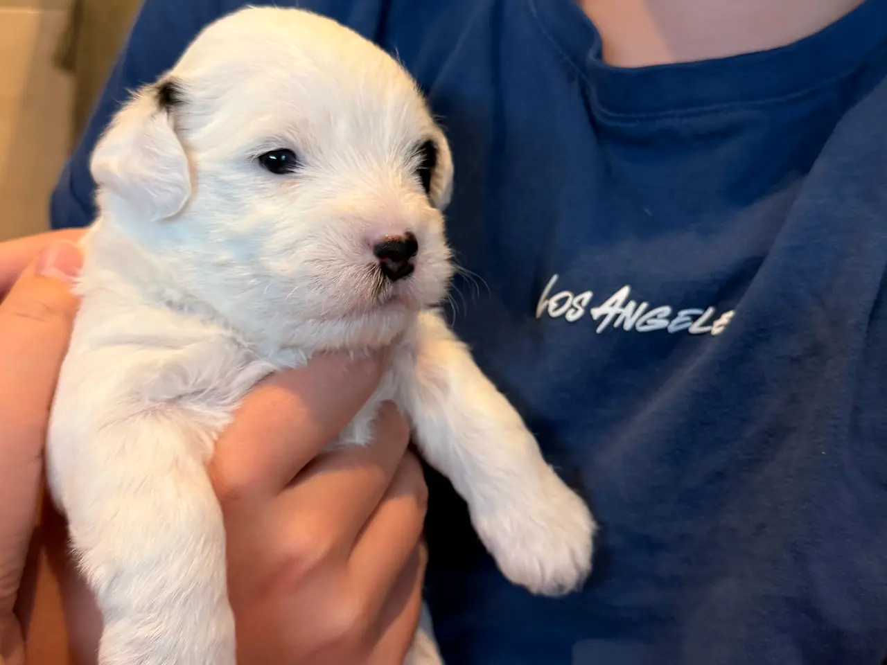 Billede 1 - Jacktese hvalpe ( Jack Russel+ Maltiser/Bichon)