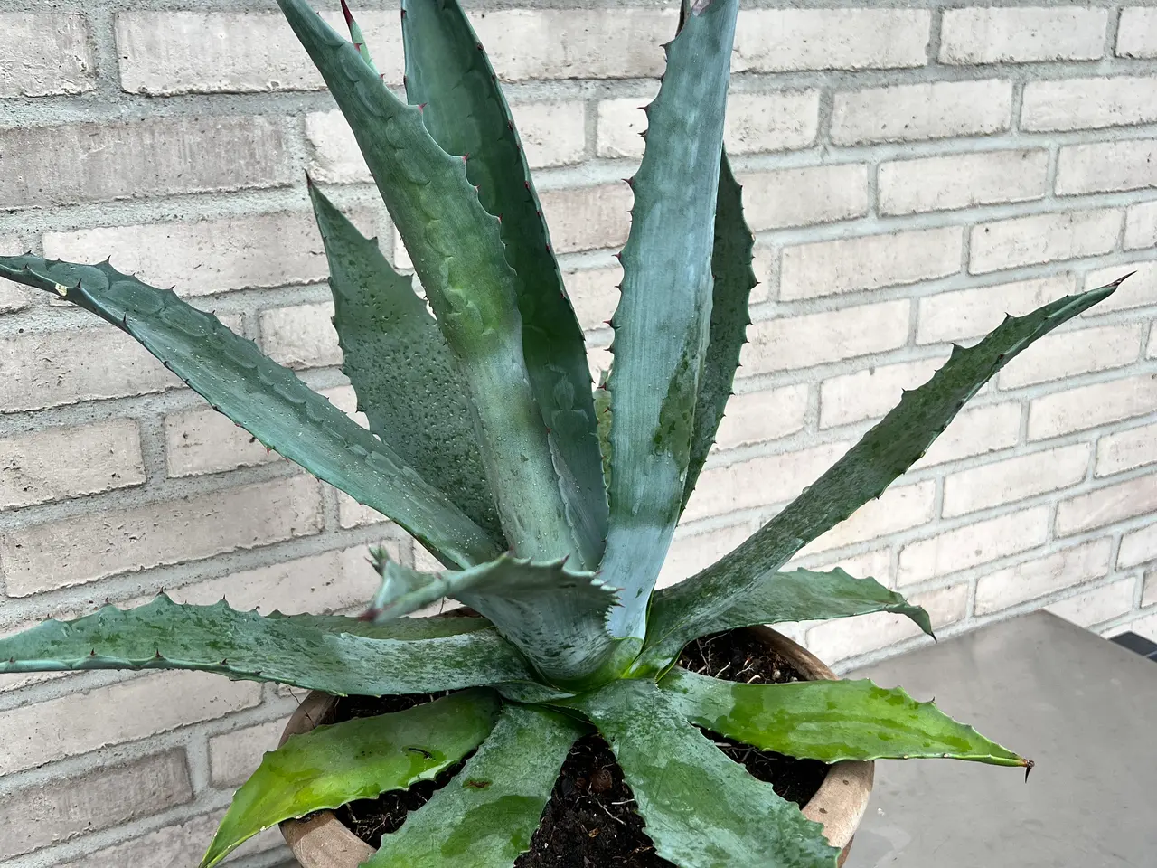 Billede 3 - Kaktus, Agave stor og meget flot plante m/potte