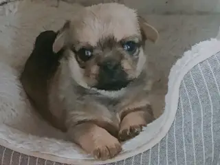 Bedårende Mops/Yorkie/schnauzer mix