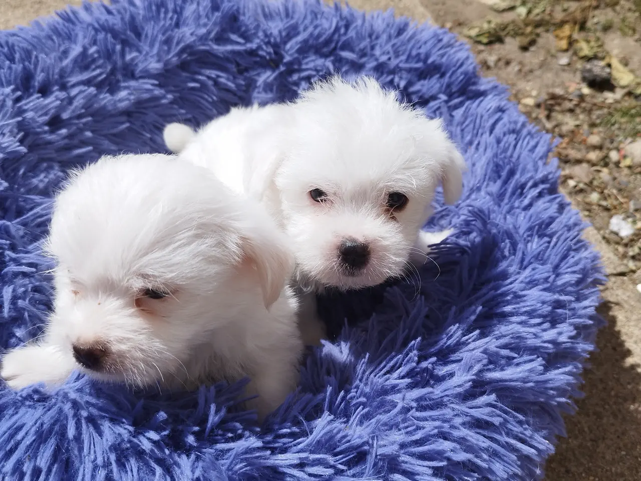 Billede 3 - Malteser/Coton de Tulear