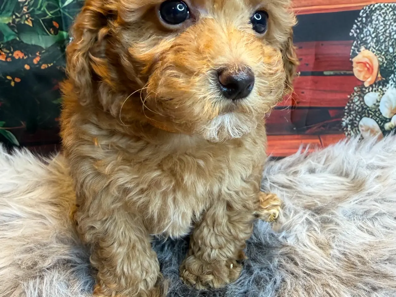 Billede 10 - 🐾❤️ Små Maltipoo-hvalpe – store hjerter ❤️🐾