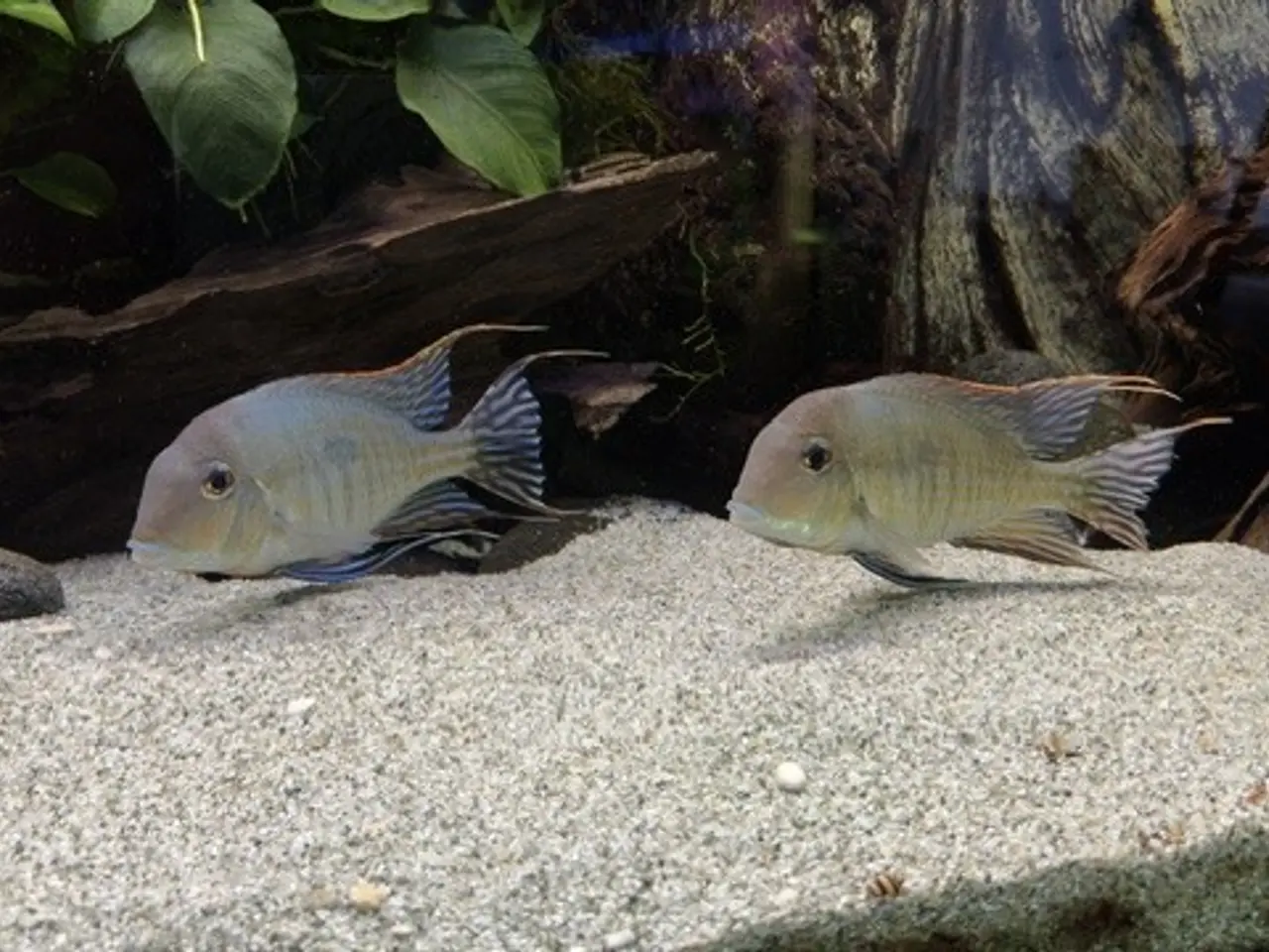 Billede 1 - Geophagus sp. Tapajos “Red Head”