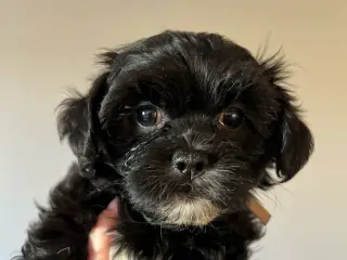 Havanais - shihtzu