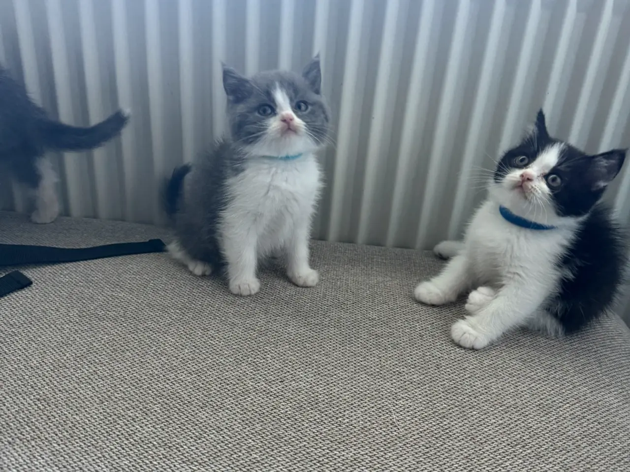 Billede 4 - British shorthair x ragdoll sælges