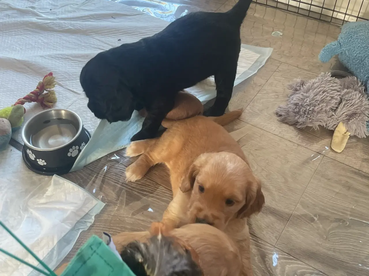 Billede 11 - Golden/cocker/flatcoated familie el jagthunde