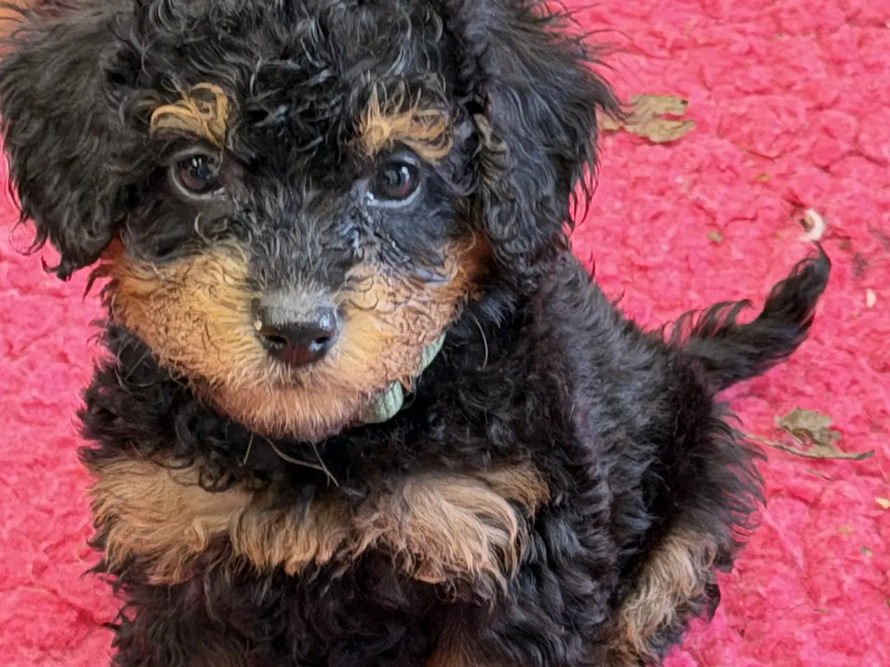 Billede 3 - Cavapoo hvalpe Rejseklar 🧳❤️🐾