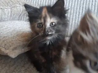 Maine Coon killinger, klar 17 juni