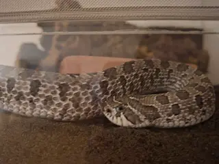 Hognose han på 2 år inklusiv terrarie 