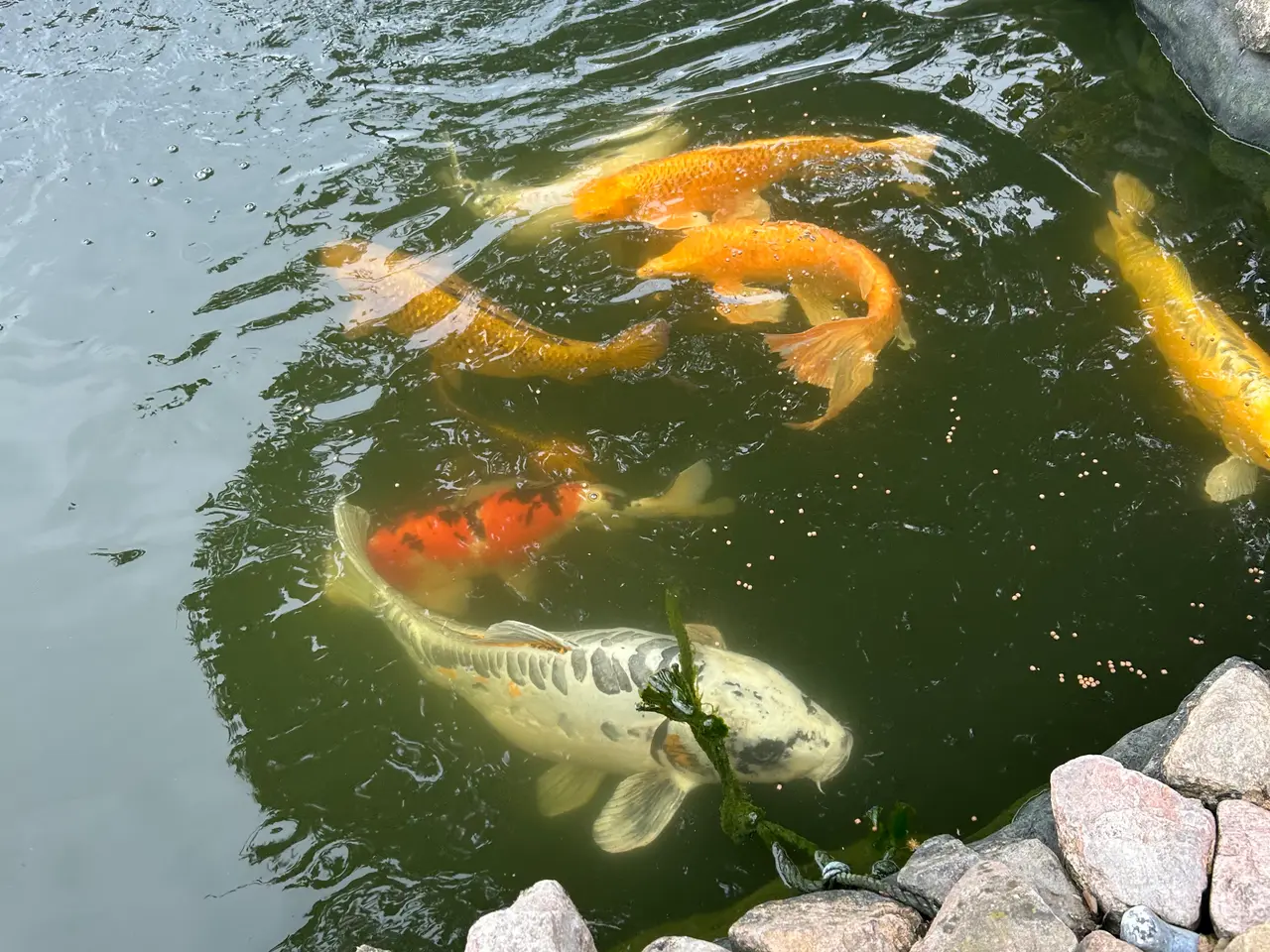 Billede 2 - Koi karper