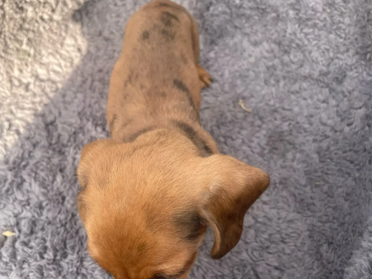 Billede 5 - Dværg Gravhund Hvalp