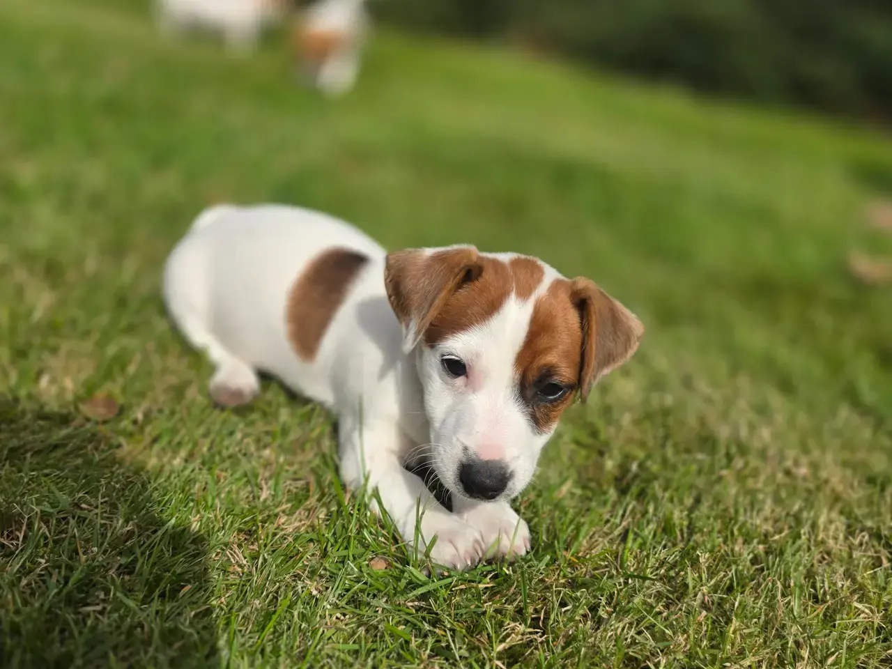 Billede 1 - Jack russel terrier drenge