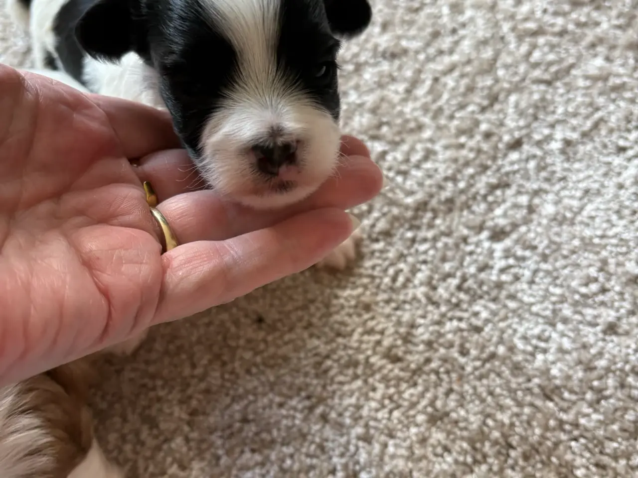 Billede 2 - Super dejlig Bichon Havanais hvalpe🐶