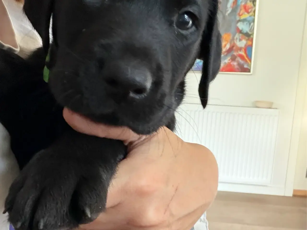 Billede 2 - Sort labradorhvalp - gammeldags type