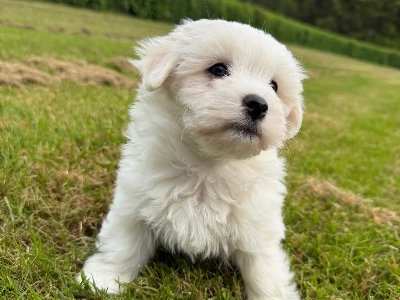 Billede 2 - Bichon havanais / malteser hvalpe