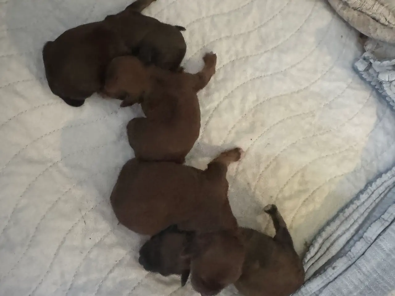 Billede 2 - Bichon Havanais hvalpe