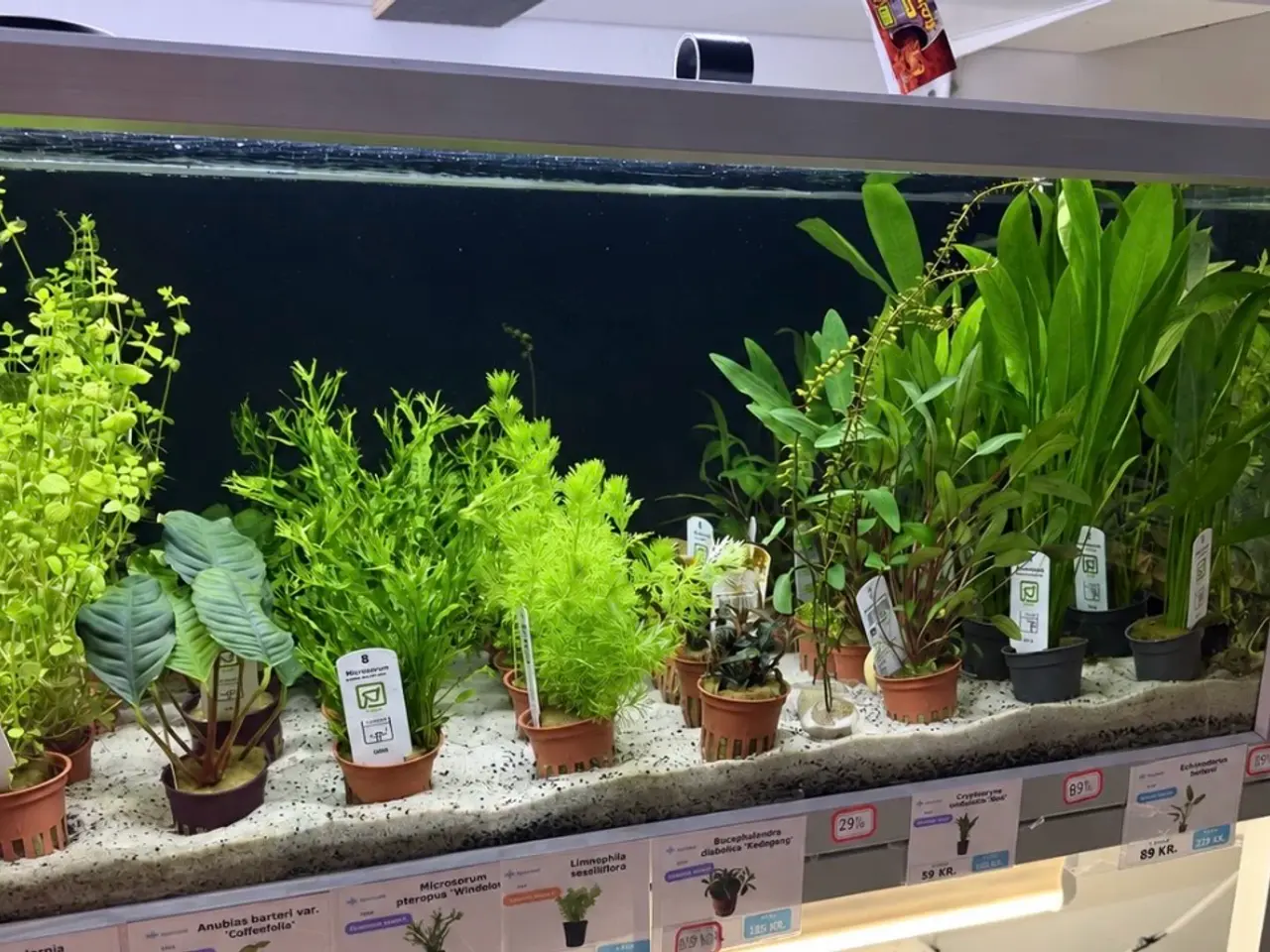 Billede 19 - 🩷 Wow mange flotte akvarieplanter 🩷