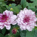 ruth80