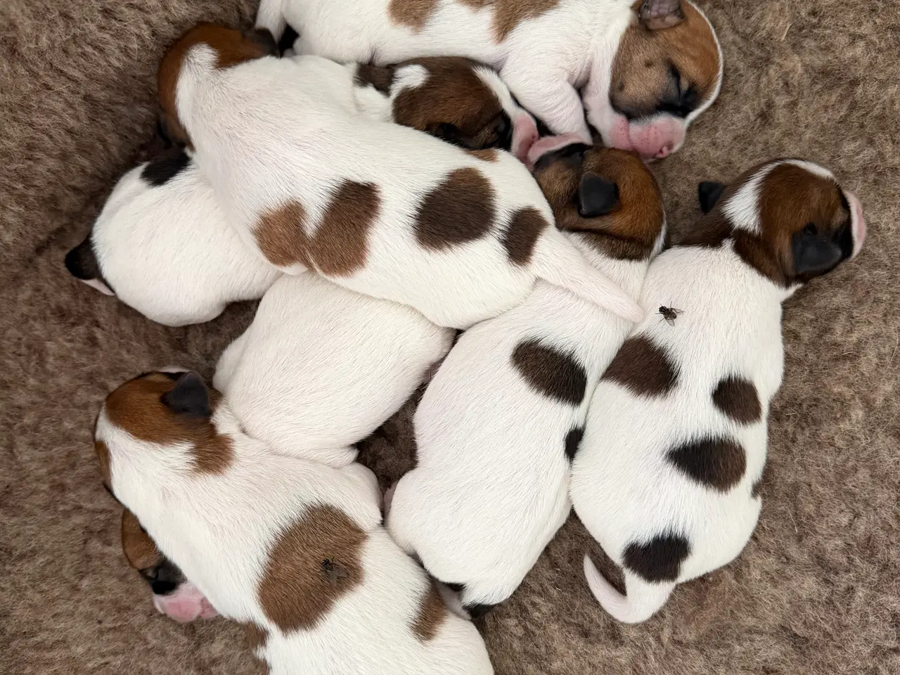 Billede 3 - 7 fine Jack russel hvalpe 🐶