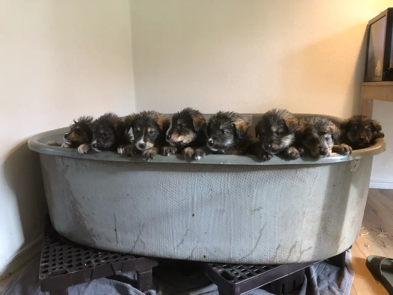 Billede 6 - Flotteste berner sennen blandings hvalpe🐶