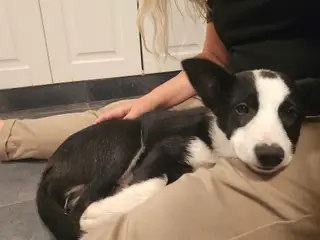 Fantastisk Border Collie hvalp (tæve, 13 uger) - 2