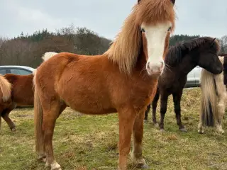 Islænder plag og føl søger nyt hjem