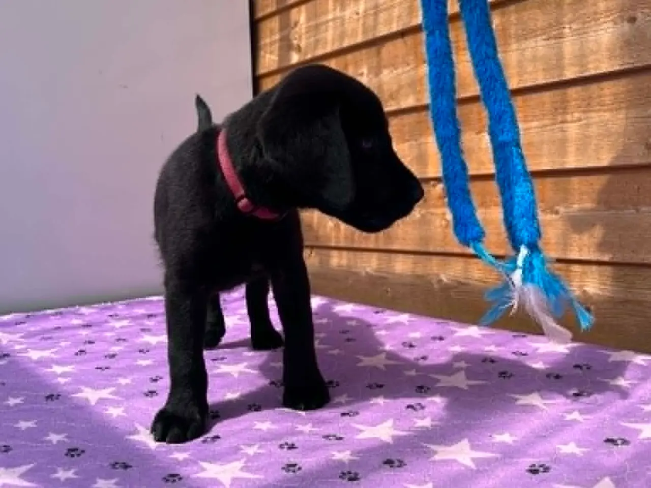 Billede 10 - ❤️ Smuk sort Formel 1 Labrador tæve