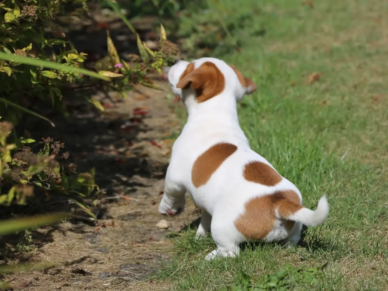 Billede 3 - DKK Jack Russell hvalpe – 1 han tilbage "Birk"