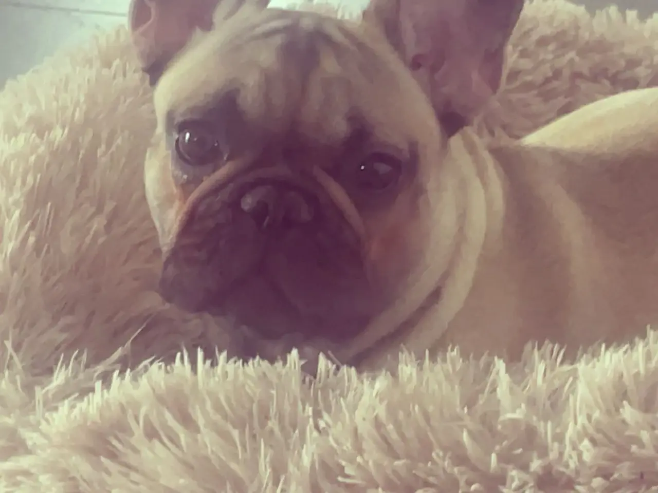 Billede 3 - Fransk Bulldog 