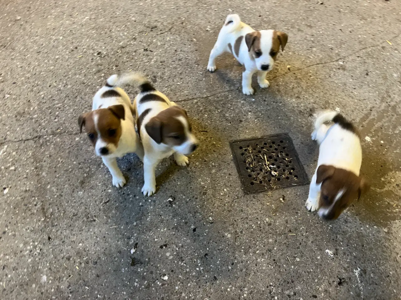 Billede 13 - Jack Russel hvalpe
