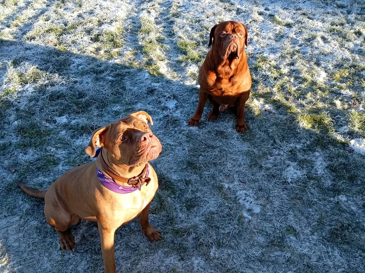 Billede 9 - Smukke fransk mastiff/Dogue de Bordeaux hvalpe 🐾