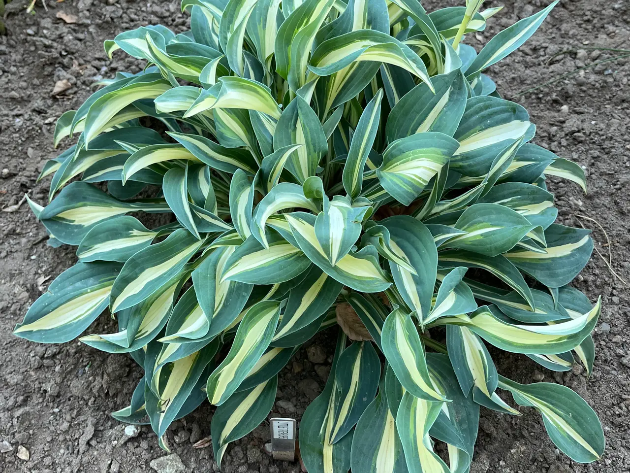 Billede 8 - Hosta sælges