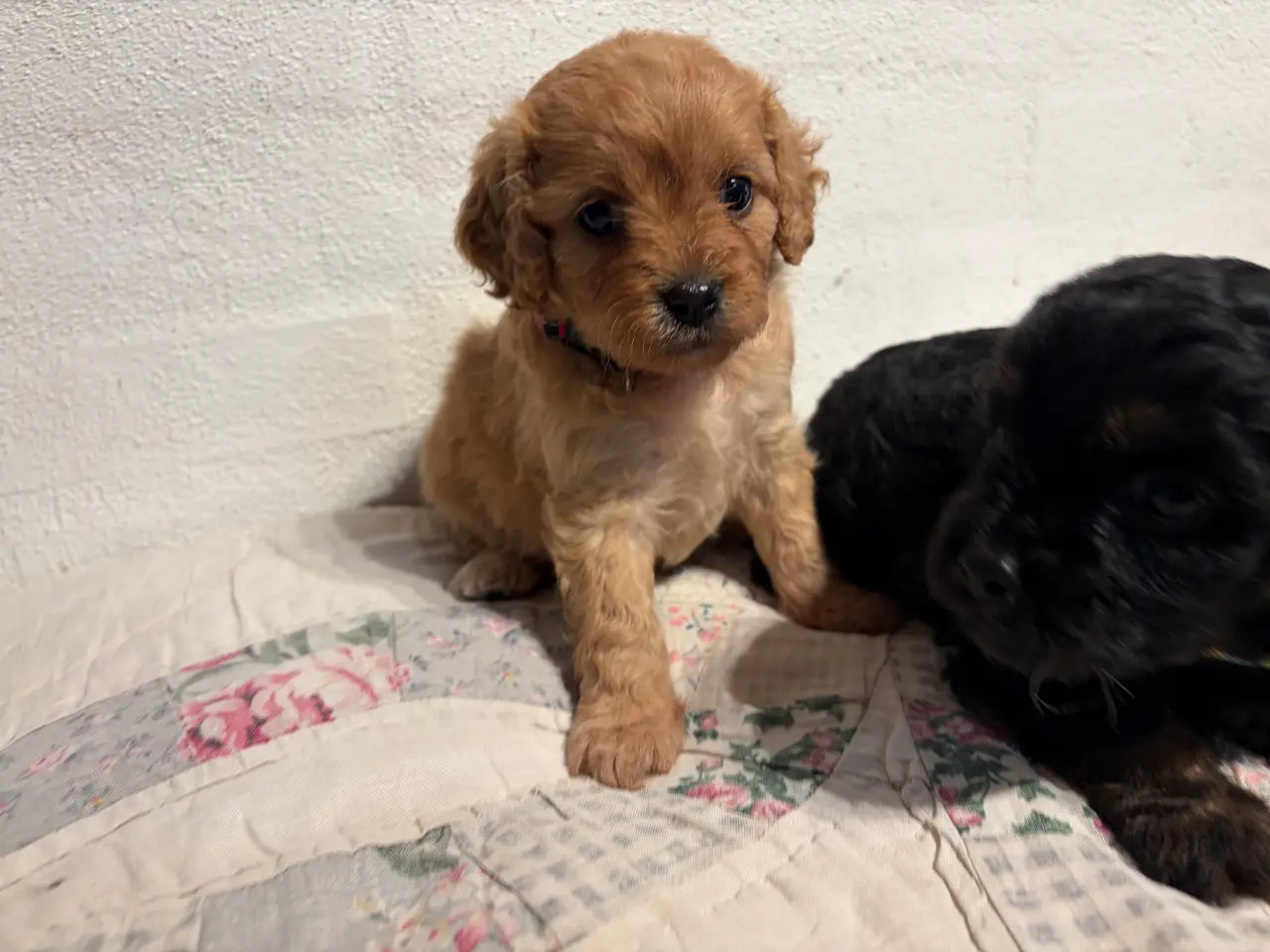 Billede 13 - Små fine mini Cavapoo babyer