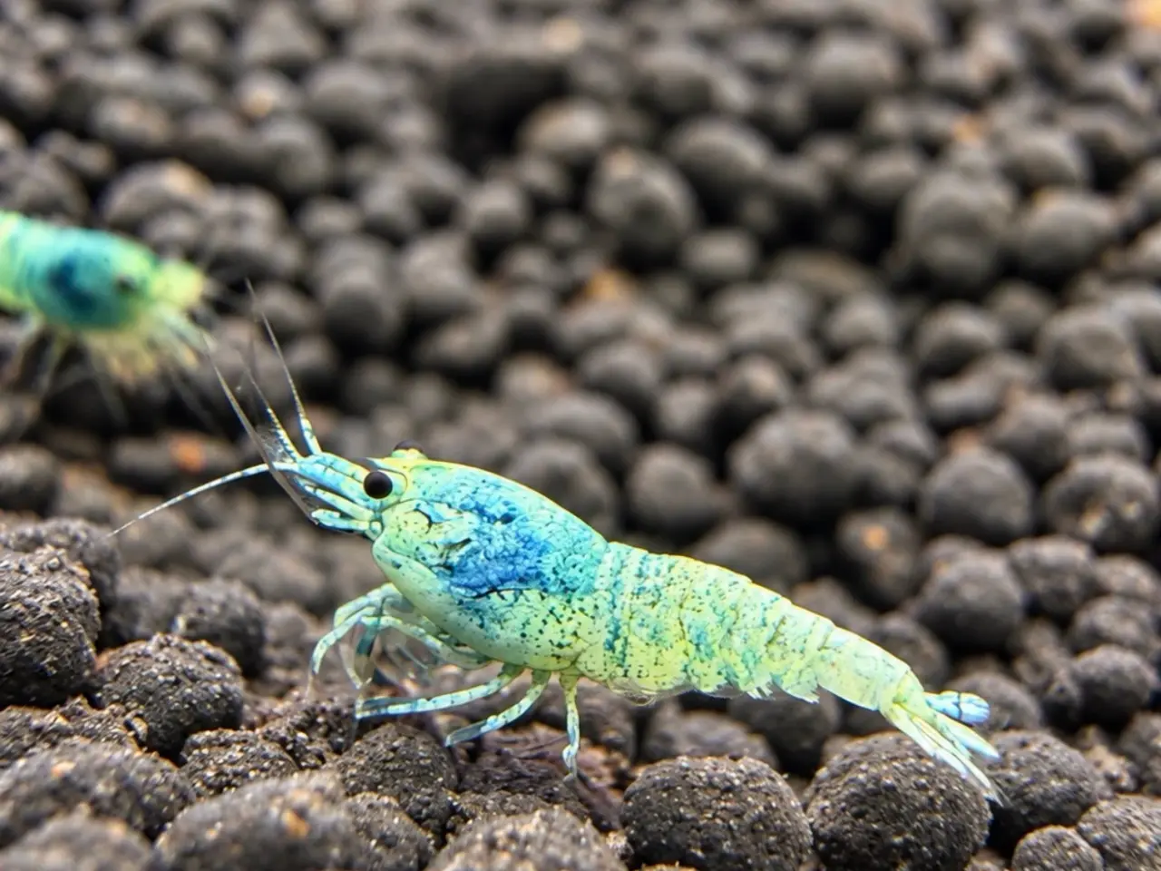 Billede 2 - 📛Tilbud📛 Blue Taiwan Bee Shrimp – Caridina rejer