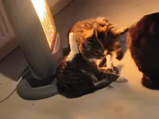 Sødeste katte