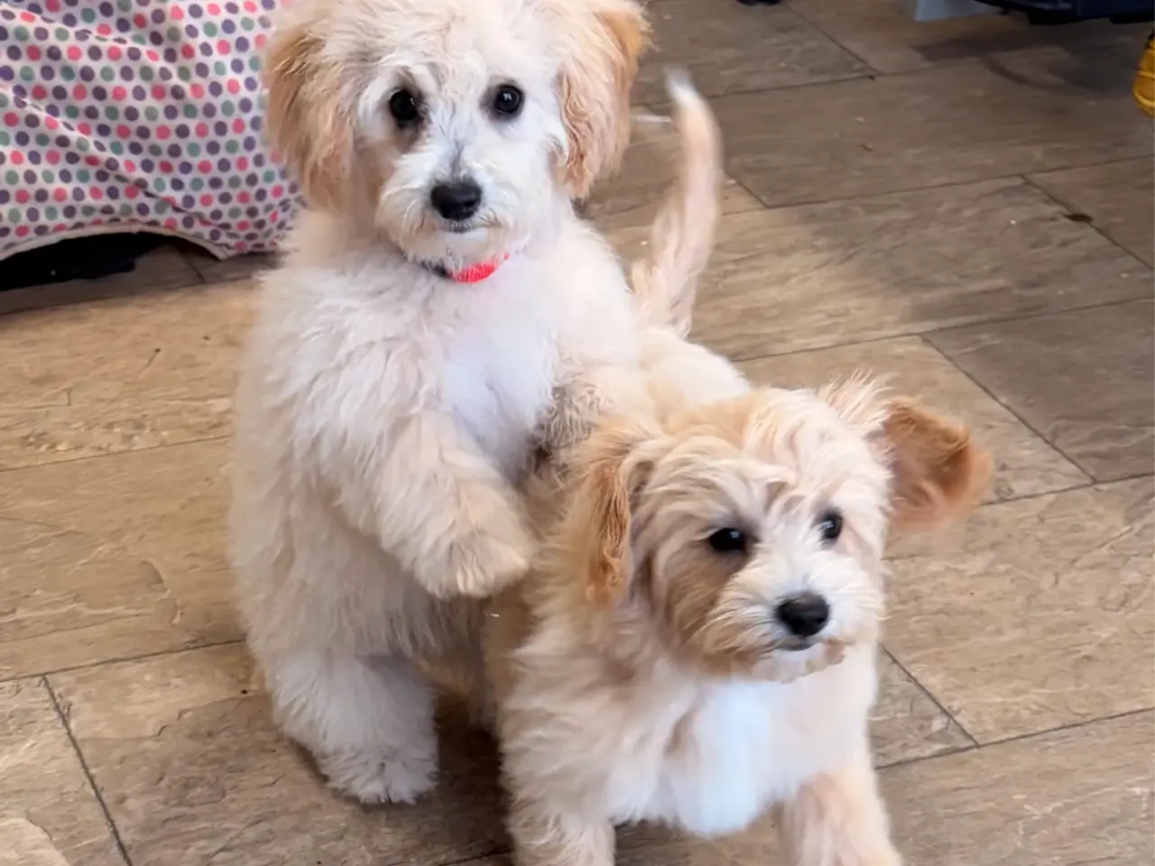 Billede 1 -  Maltipoo pige søde selma